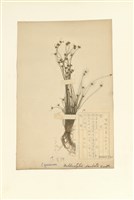 藏品(毛球柱草(高雄球柱草))的圖片